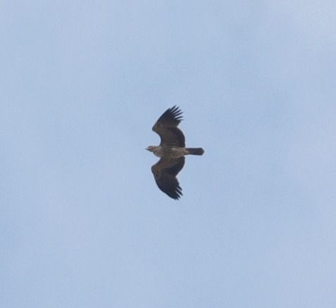 Kaiseradler  - Robert Zbroński