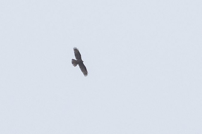 European Honey Buzzard  - Katarzyna Matusik