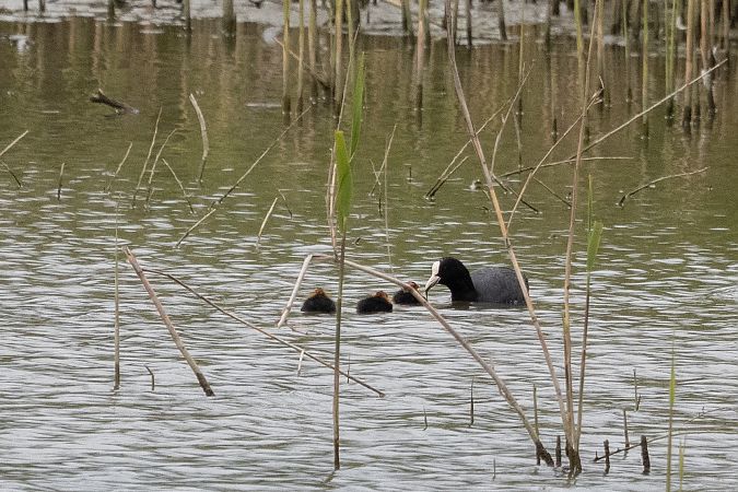Eurasian Coot  - Katarzyna Matusik