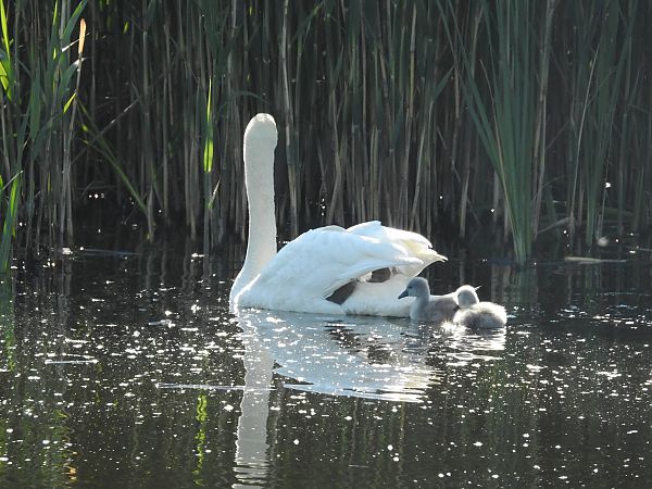 Cygne tuberculé  - Grzegorz Lorek