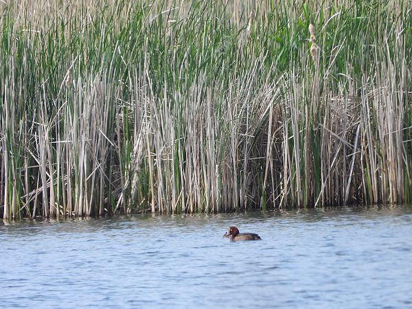 Fuligule nyroca  - Sławomir Karpicki