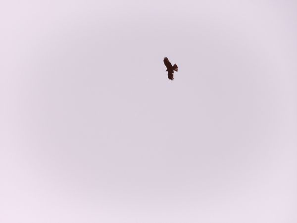 Schwarzmilan  - Sławomir Karpicki