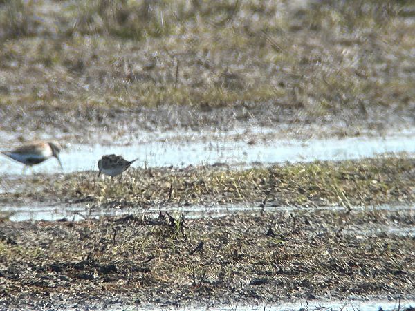 Alpenstrandläufer  - Sławomir Karpicki