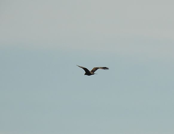 Aigle des steppes  - Roman Kempa