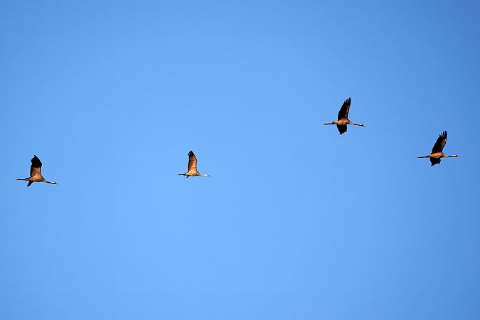 Grue du Canada  - Łukasz Janocha