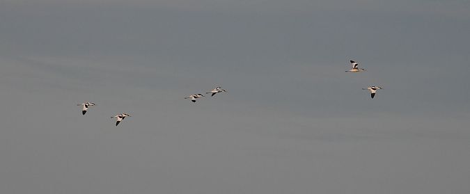 Avocette élégante  - Jarosław Słowikowski