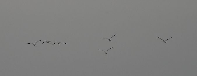 Avocette élégante  - Jarosław Słowikowski