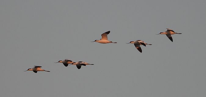 Avocette élégante  - Jarosław Słowikowski