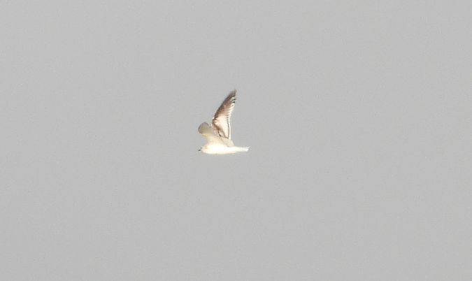 Mouette rieuse  - Jarosław Słowikowski
