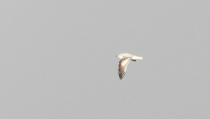 Mouette rieuse  - Jarosław Słowikowski