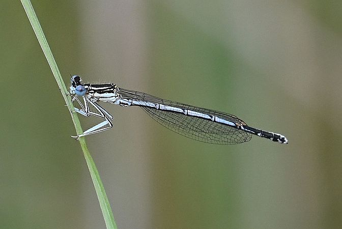 Pennipatte bleuâtre  - Tomasz Kosut