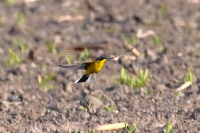 Schafstelze (ssp. thunbergi)  - Mariusz Godlewski
