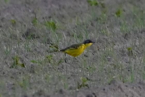 Bergeronnette nordique (ssp. thunbergi)  - Mariusz Godlewski