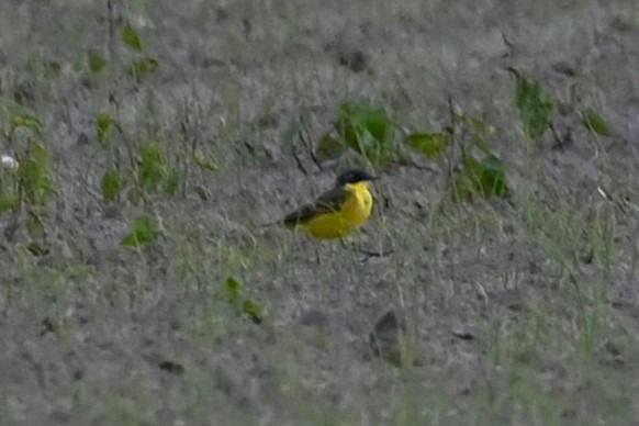 Bergeronnette nordique (ssp. thunbergi)  - Mariusz Godlewski