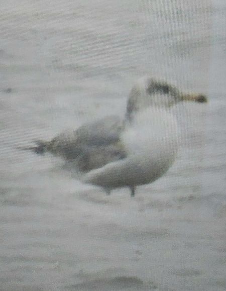 Pallas's Gull  - Jan Kotlarz