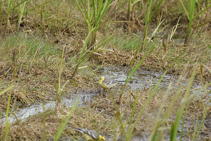 Bergeronnette citrine  - Piotr Janowicz