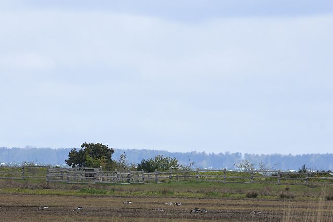 Bernache nonnette  - Piotr Janowicz