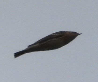 Pipit à gorge rousse  - Wojciech Łapiński