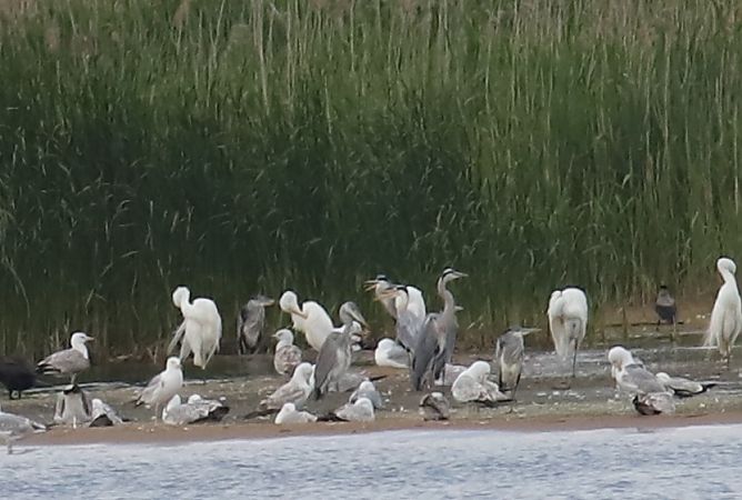 Grande Aigrette  - Henryk Piernikarczyk