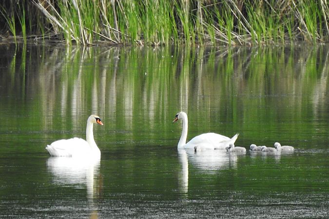 Mute Swan  - Dawid Ciosek