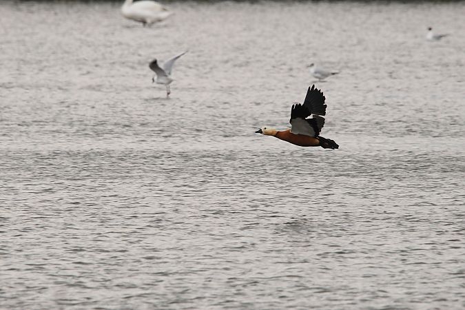 Tadorne casarca  - Brunon Kwasik