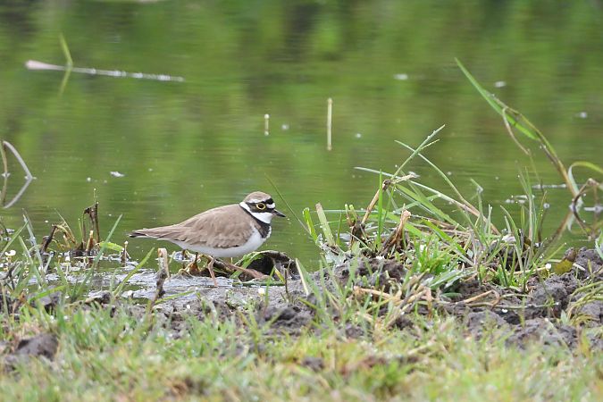 Little Ringed Plover  - Justyna Krawczyk
