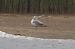 Pallas's Gull  - Mariusz Lizoń
