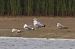 Pallas's Gull  - Mariusz Lizoń