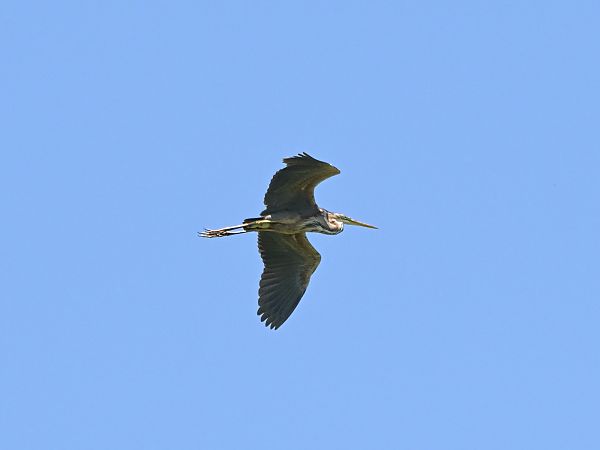 Purple Heron  - Waldemar Michalak