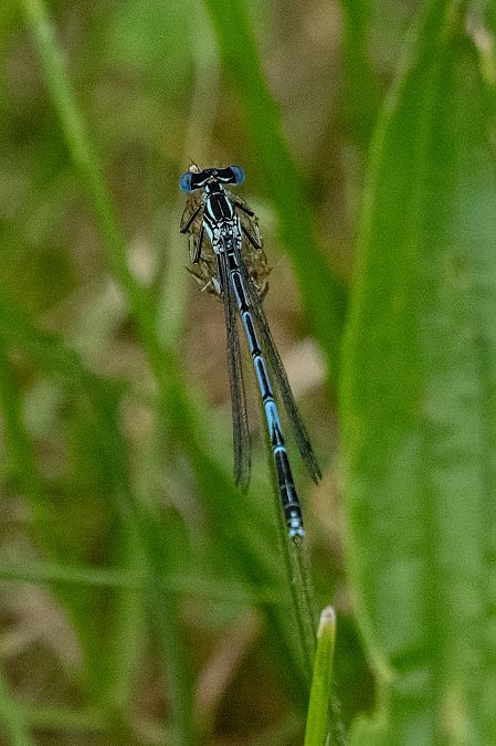Blue Featherleg  - Katarzyna Matusik