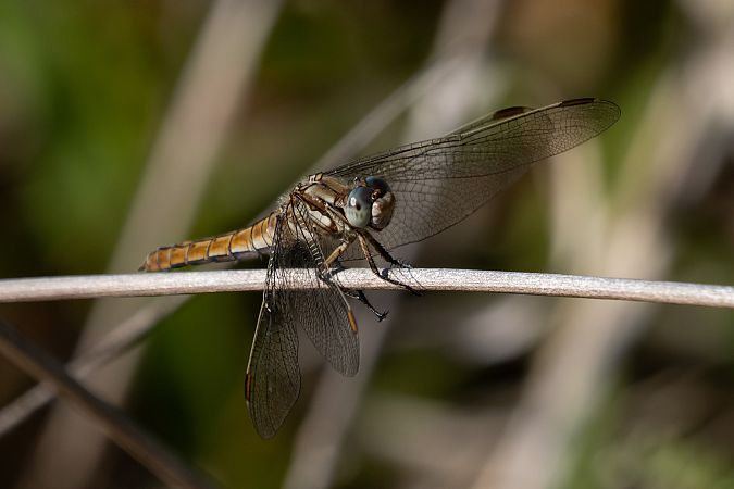 lecicha południowa  - Katarzyna Matusik