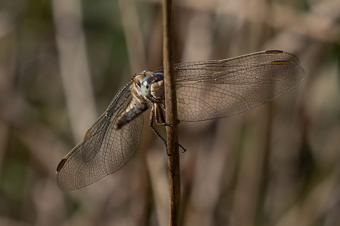 Orthétrum brun  - Katarzyna Matusik