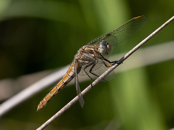 Orthétrum brun  - Katarzyna Matusik