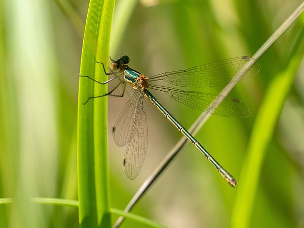 pałątka pospolita  - Katarzyna Matusik