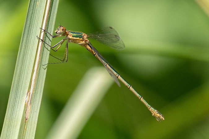 Leste fiancé  - Katarzyna Matusik