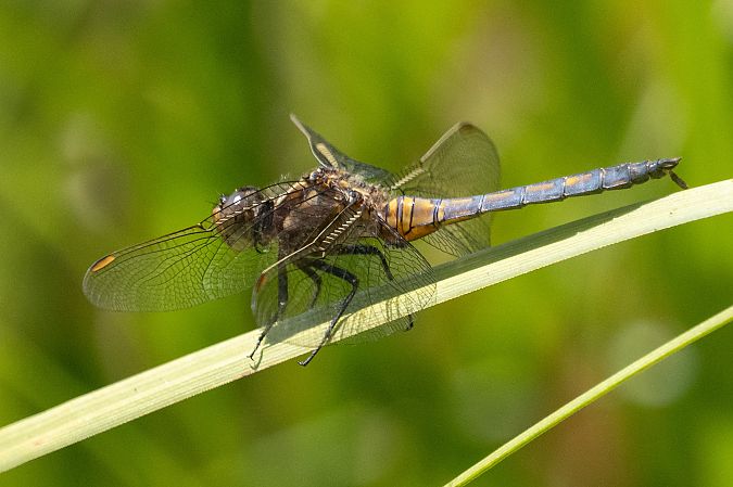 Orthétrum bleuissant  - Katarzyna Matusik