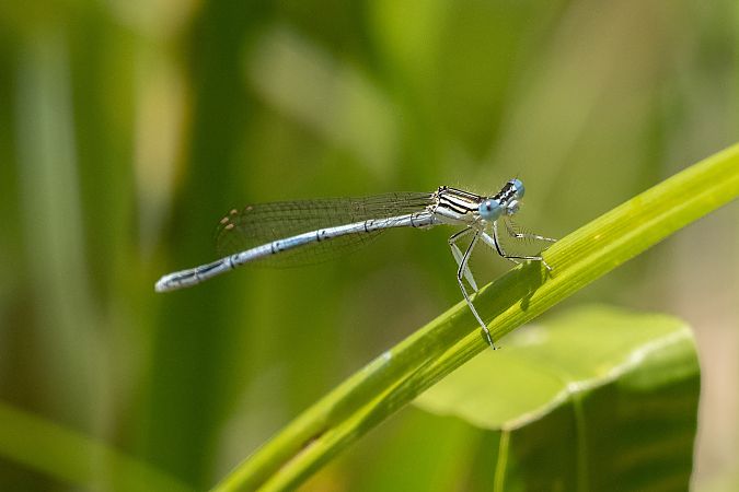 pióronóg zwykły  - Katarzyna Matusik