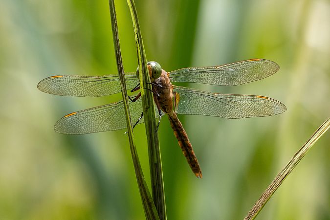 Keilfleck-Mosaikjungfer  - Katarzyna Matusik