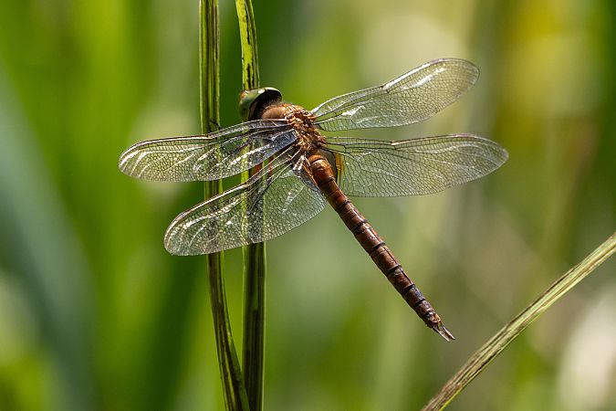 Aeschne isocèle  - Katarzyna Matusik