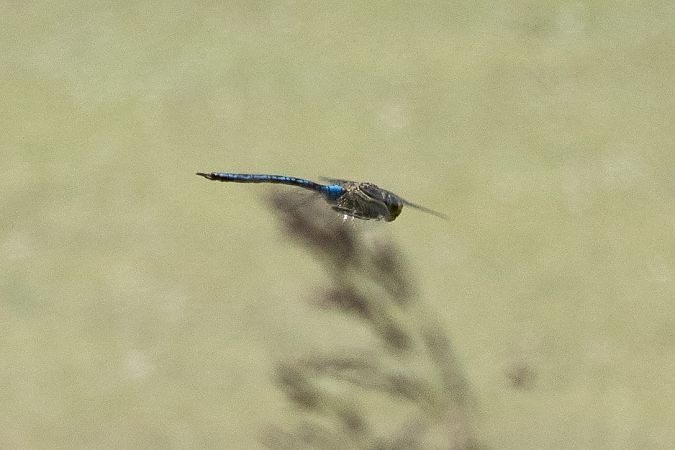 Große Königslibelle  - Katarzyna Matusik