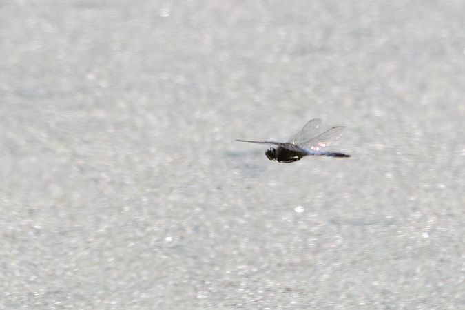 Großer Blaupfeil  - Katarzyna Matusik