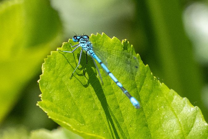 Azure Bluet  - Katarzyna Matusik