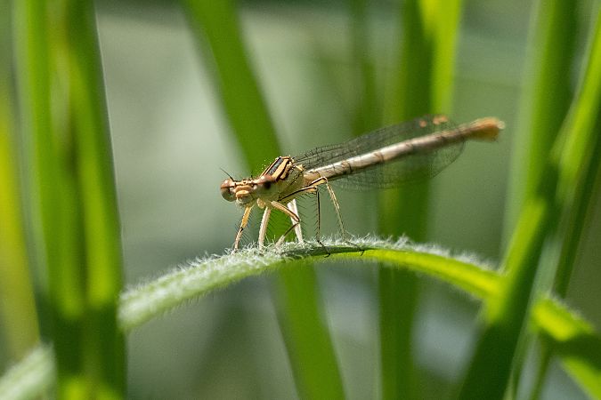 pióronóg zwykły  - Katarzyna Matusik
