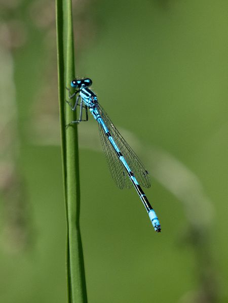 łątka dzieweczka  - Katarzyna Matusik
