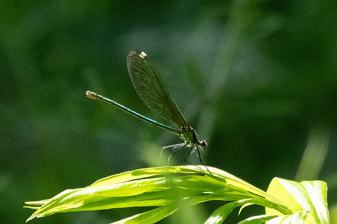 świtezianka błyszcząca  - Katarzyna Matusik