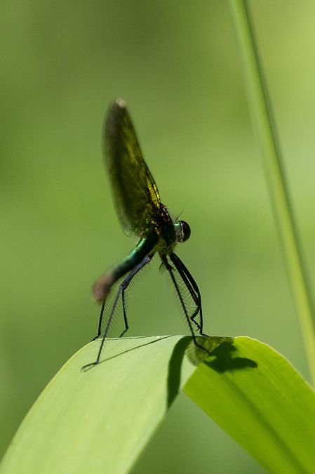 Caloptéryx éclatant  - Katarzyna Matusik