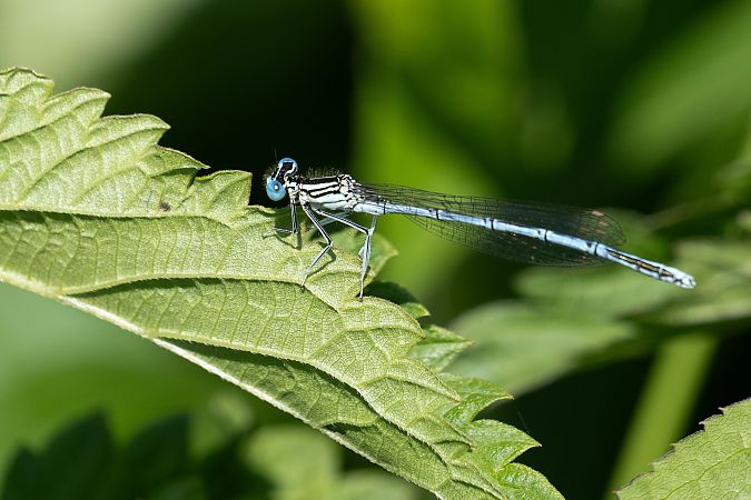 pióronóg zwykły  - Katarzyna Matusik