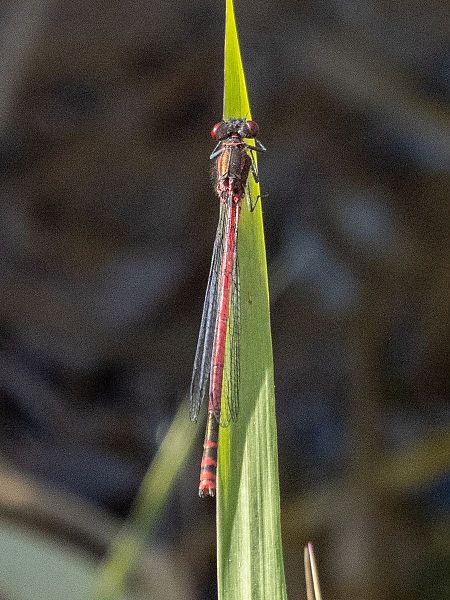 łunica czerwona  - Katarzyna Matusik