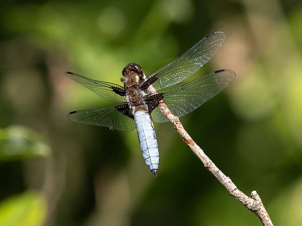ważka płaskobrzucha  - Katarzyna Matusik