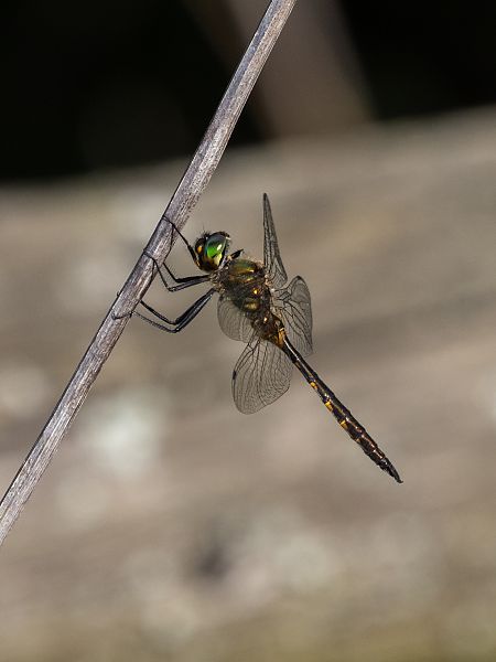 Yellow-spotted Emerald  - Katarzyna Matusik